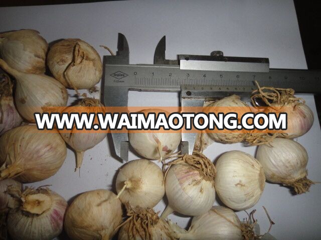 2017 best price chinese IQF solo garlic fresh&frozen wholesale