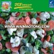 LOW price IQF Frozen California Mixed Vegetable